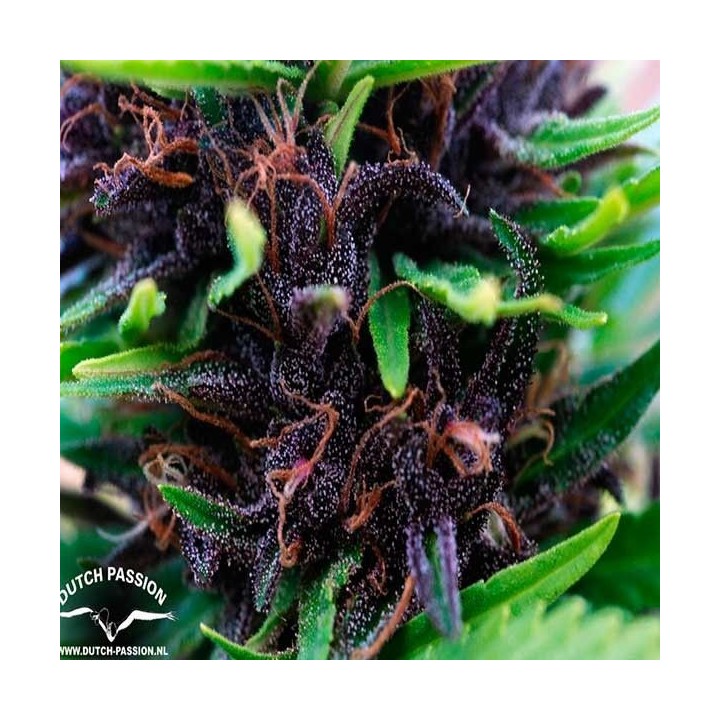 Shaman Regular de Dutch Passion