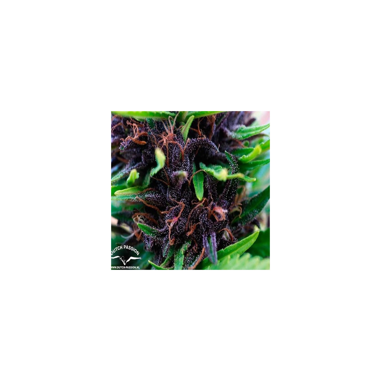Shaman Regular de Dutch Passion