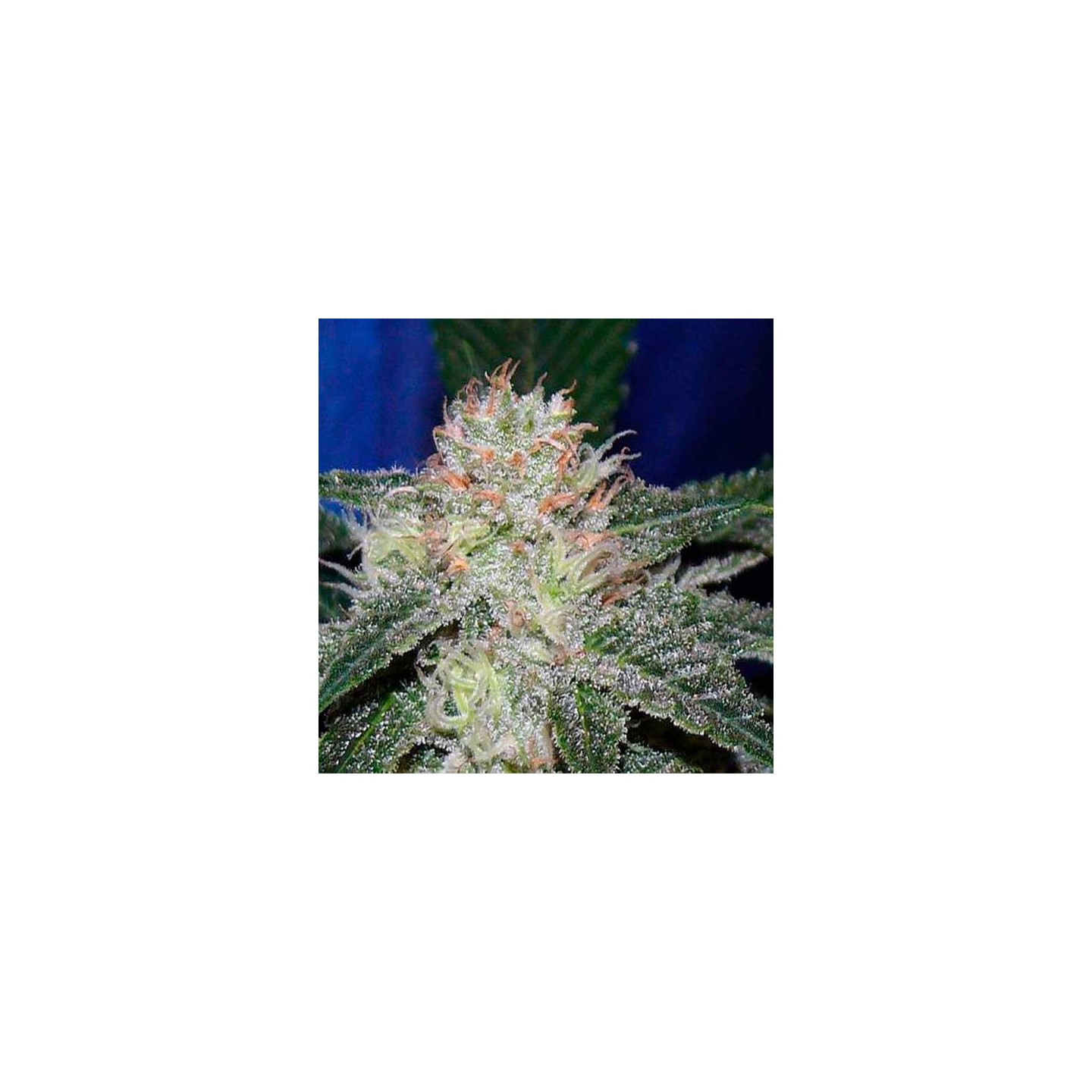 Snowbud Feminizada de Dutch Passion