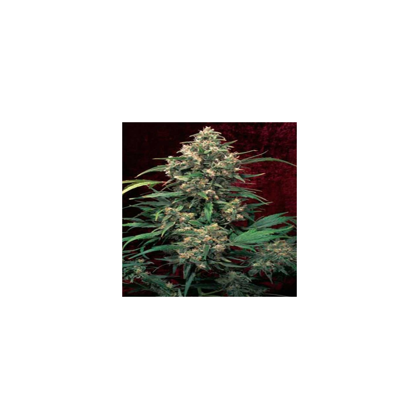 Strawberry Cough Feminizada de Dutch Passion