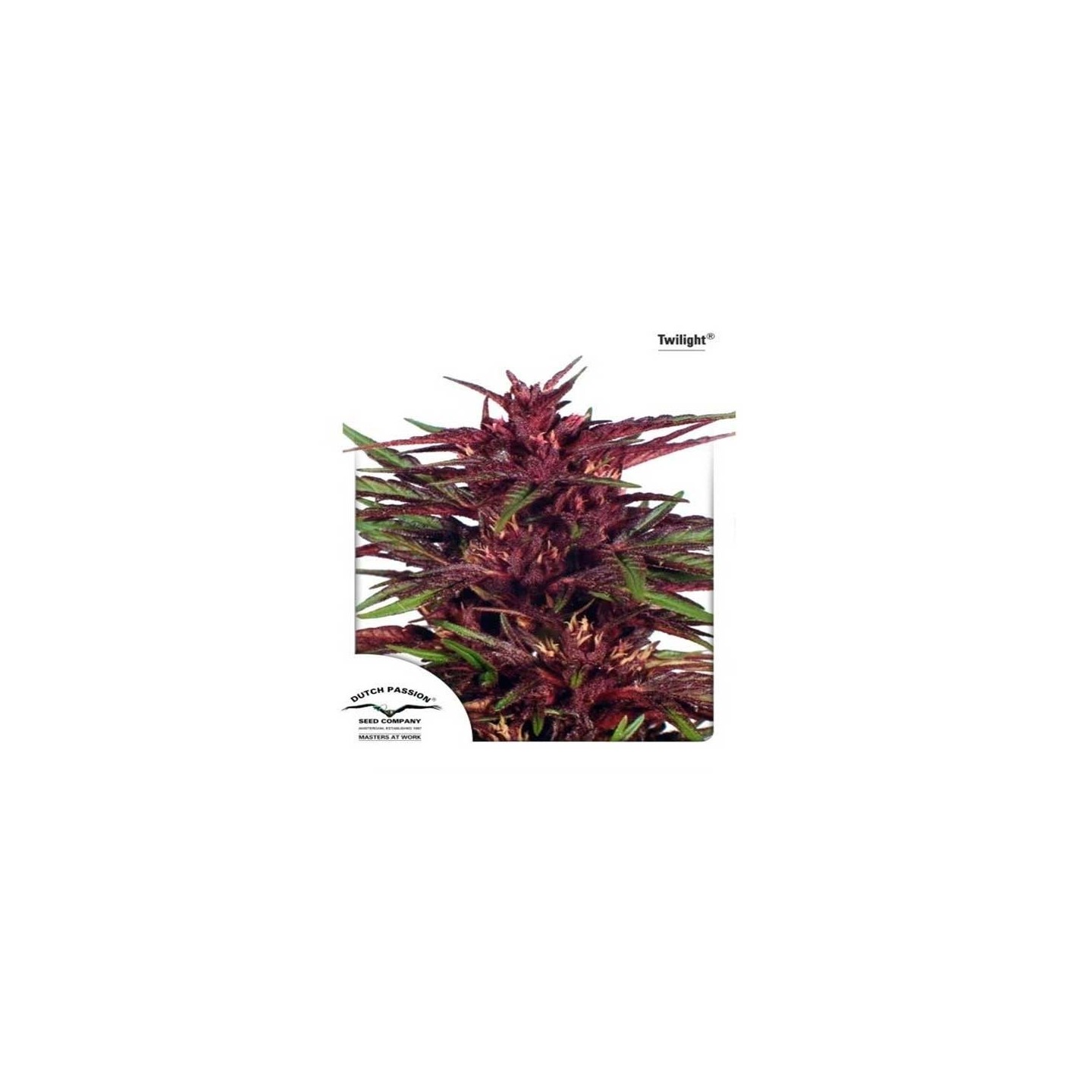 Twilight Feminizada de Dutch Passion
