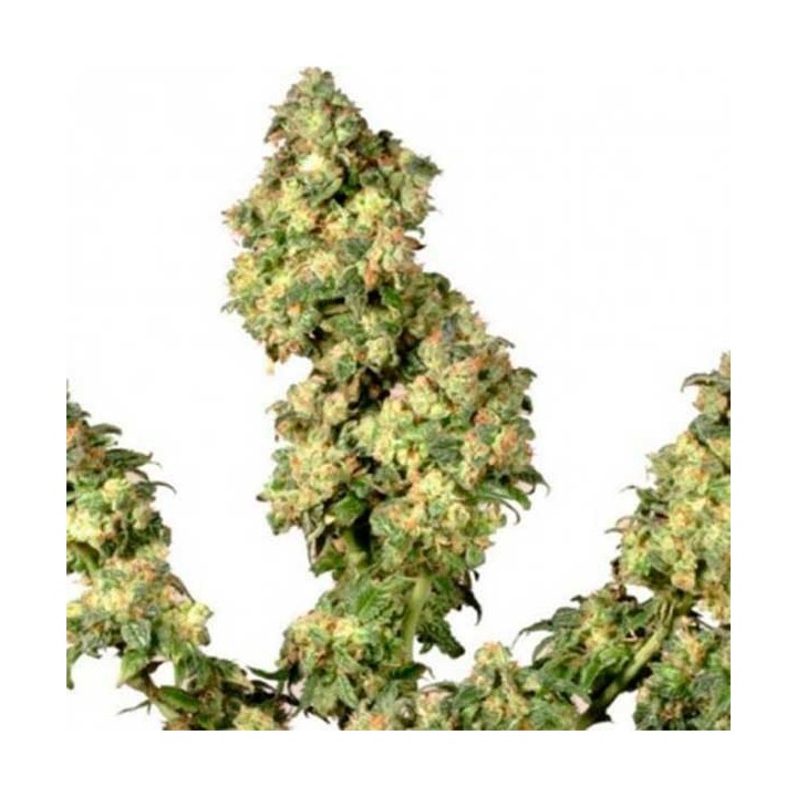 Ultra Skunk Feminizada de Dutch Passion