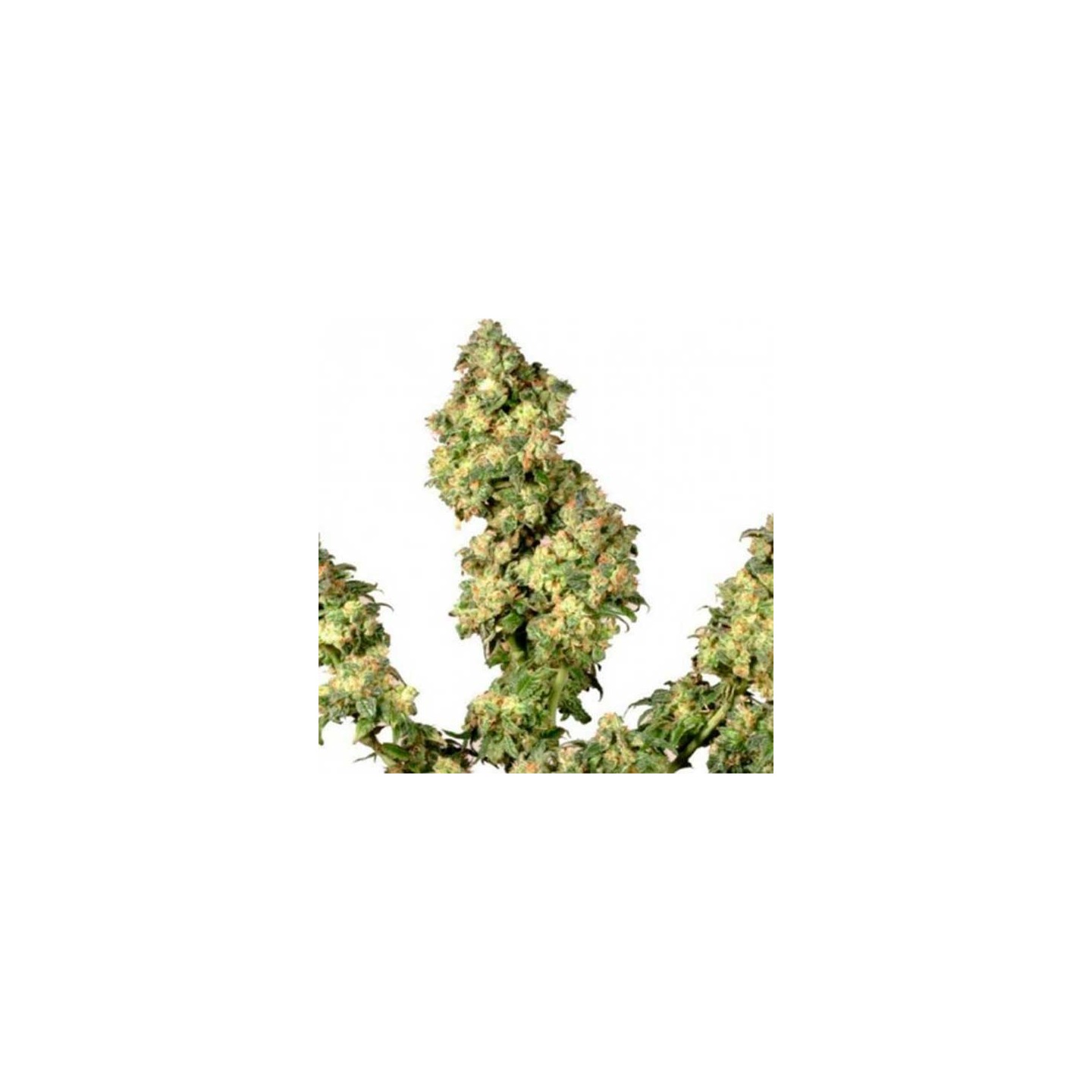 Ultra Skunk Feminizada de Dutch Passion