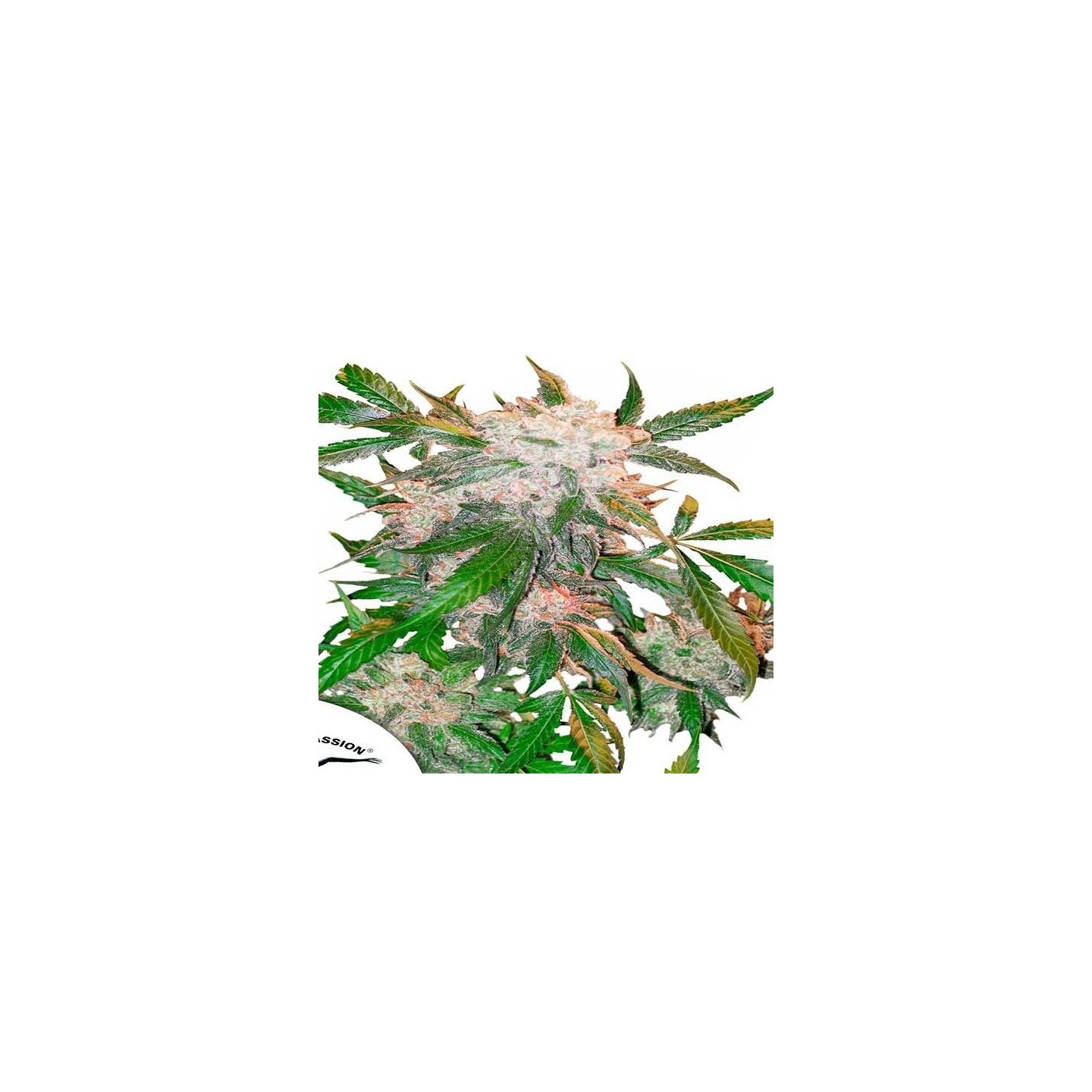 White Widow Regular de Dutch Passion