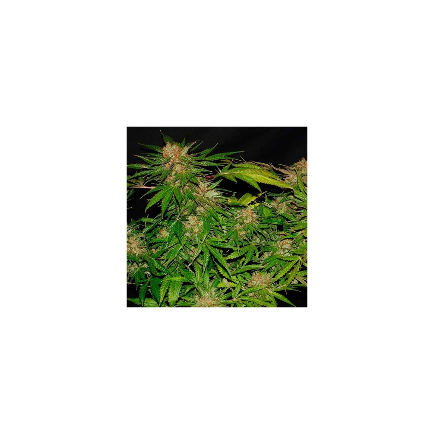 White Widow X The Ultimate Regular de Dutch Passion