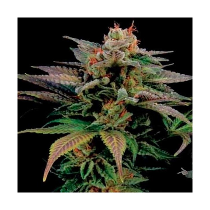 Blue Widow Feminizada de Dinafem