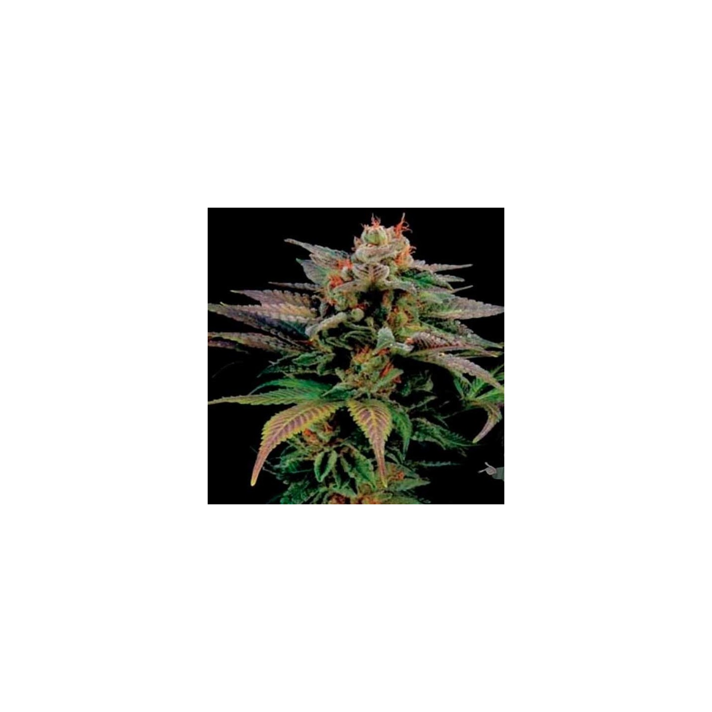 Blue Widow Feminizada de Dinafem