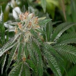 Bubba Kush Autofloreciente Feminizada de Dinafem