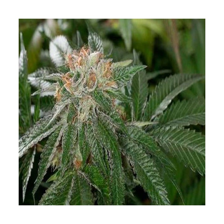 Bubba Kush Autofloreciente Feminizada de Dinafem