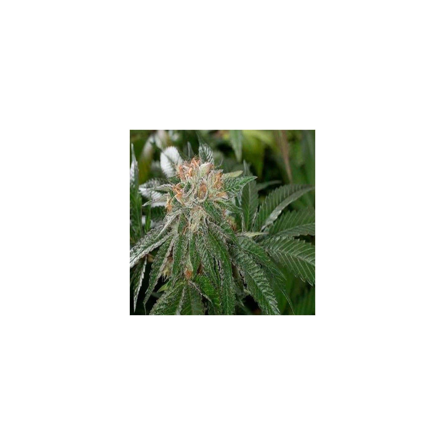 Bubba Kush Autofloreciente Feminizada de Dinafem