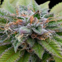 Bubba Kush Feminizada de Dinafem