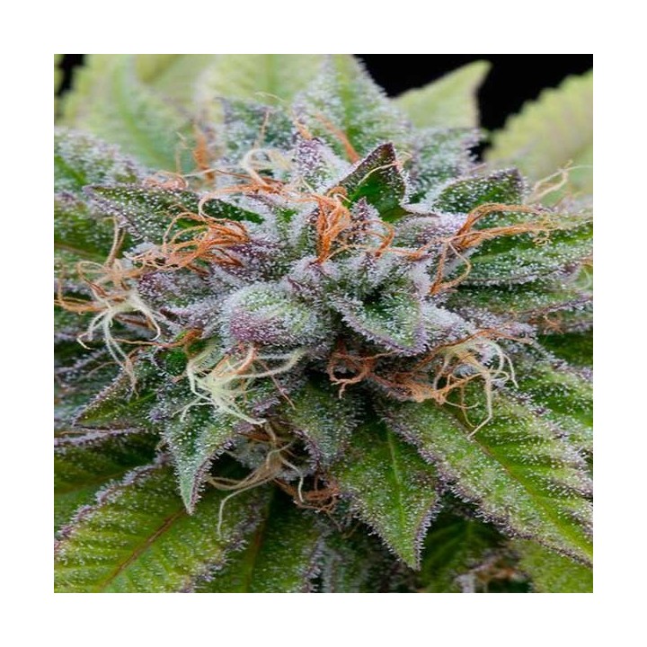 Bubba Kush Feminizada de Dinafem