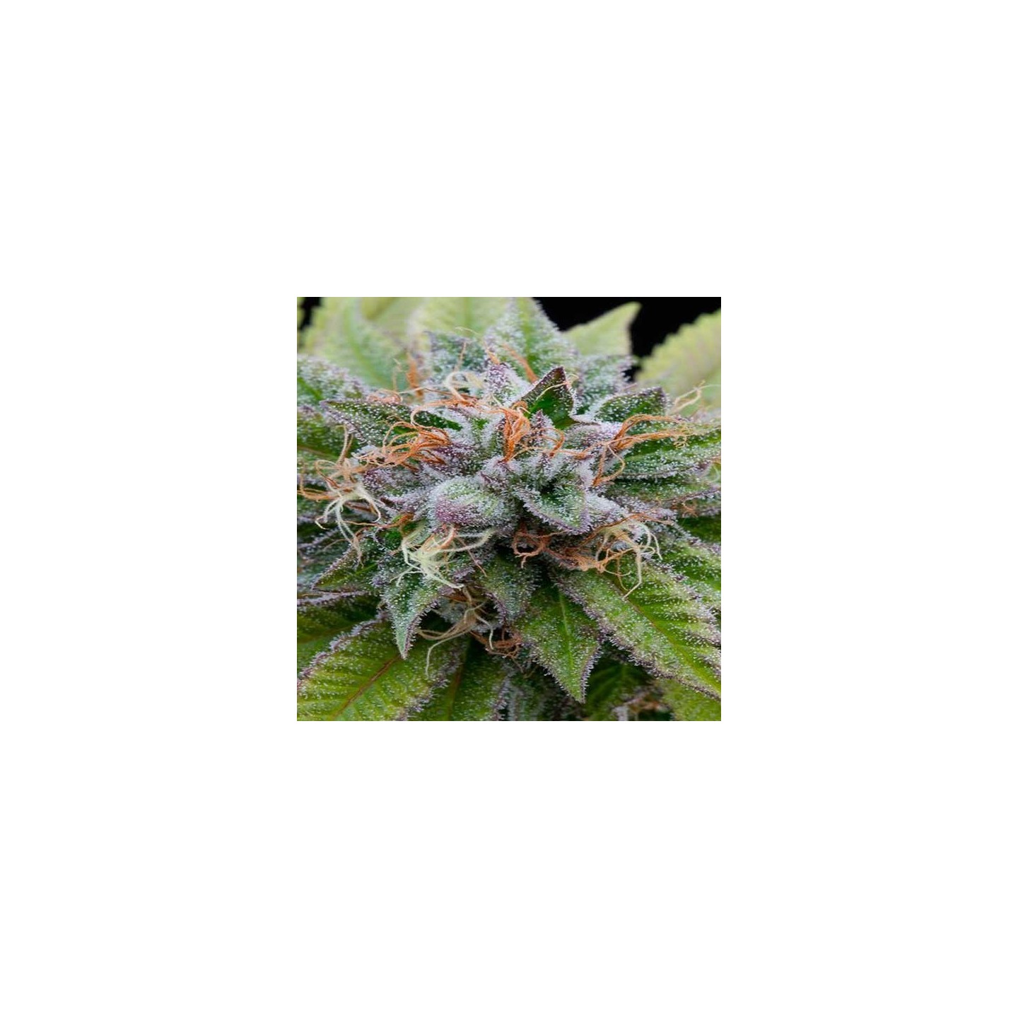 Bubba Kush Feminizada de Dinafem