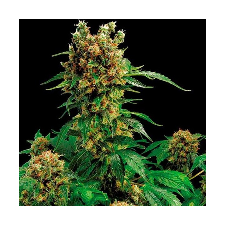 California Hash Plant Feminizada de Dinafem