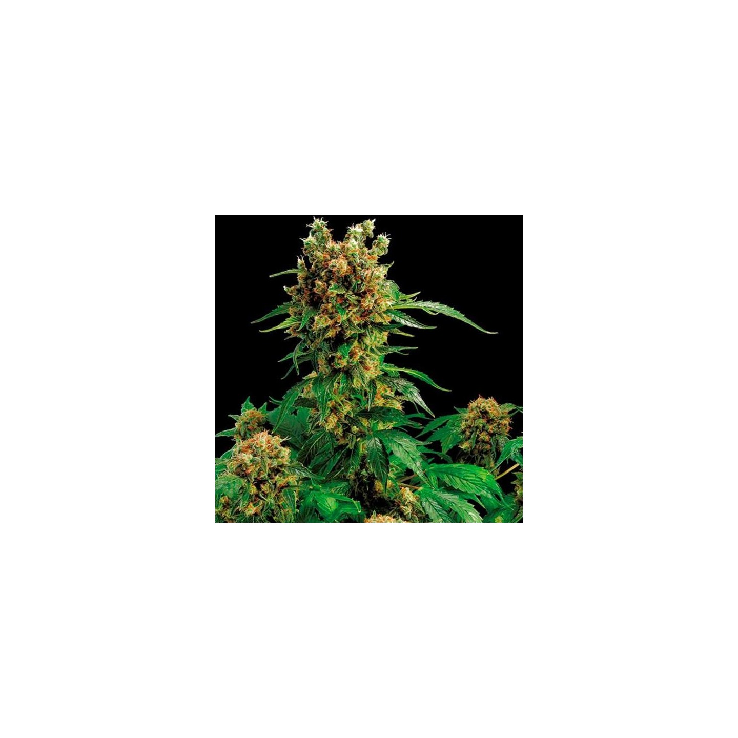 California Hash Plant Feminizada de Dinafem