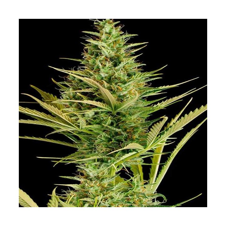Cheese XXL Autofloreciente Feminizada de Dinafem