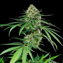 Critical + 