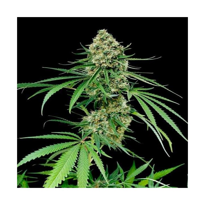 Critical + 