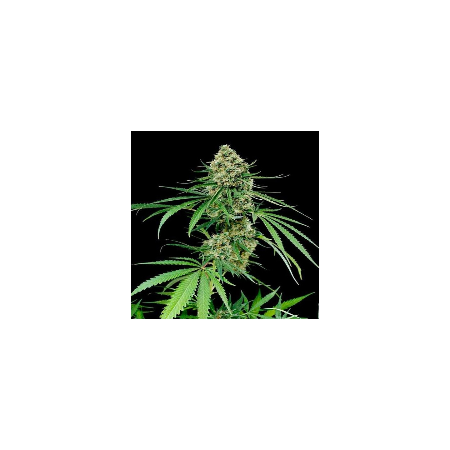 Critical + 