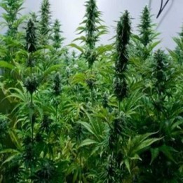 Critical Jack Feminizada de Dinafem
