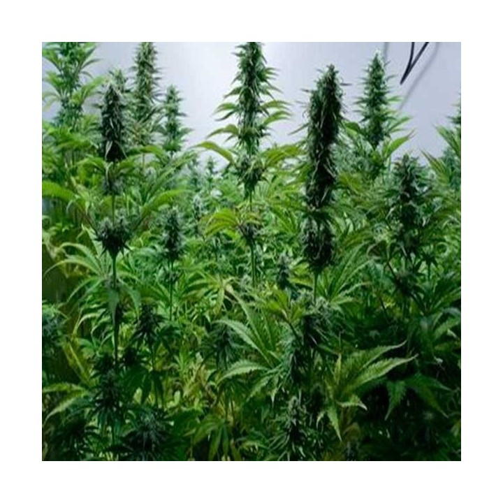 Critical Jack Feminizada de Dinafem