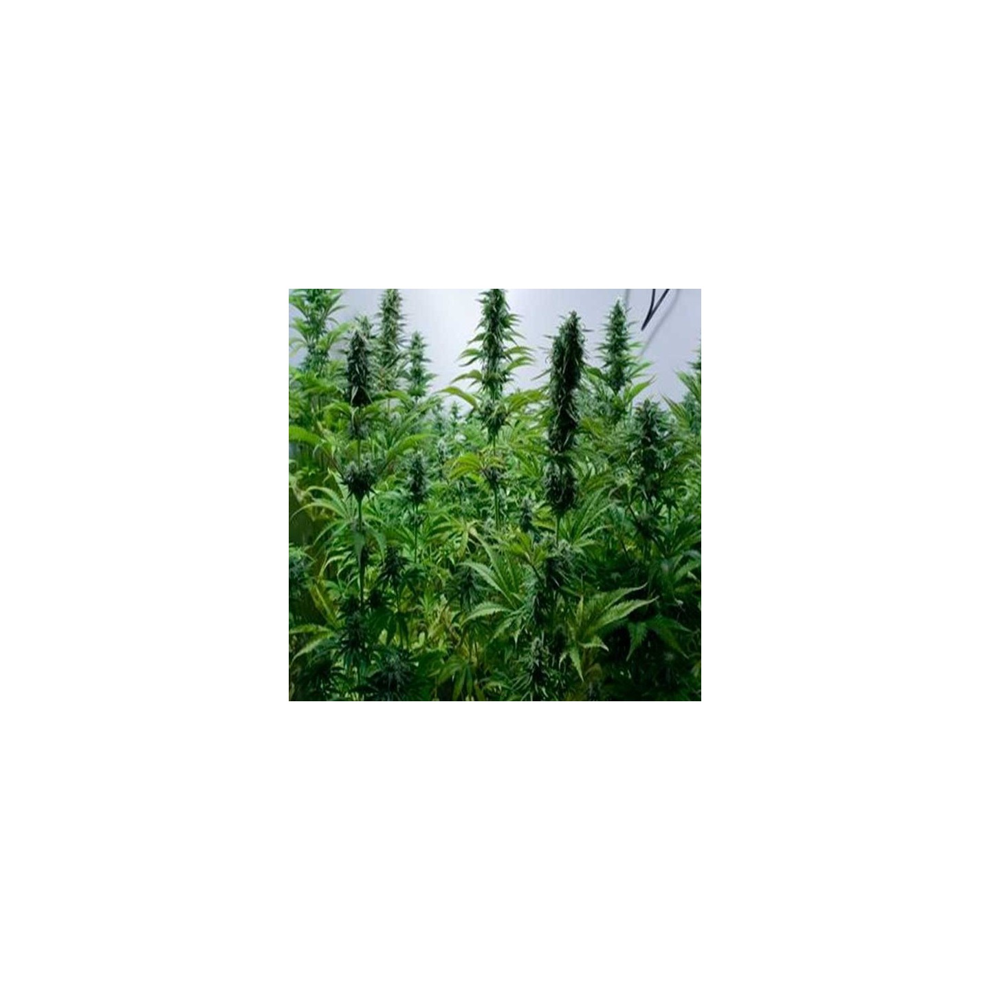 Critical Jack Feminizada de Dinafem