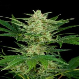 Critical Jack Autofloreciente Feminizada de Dinafem