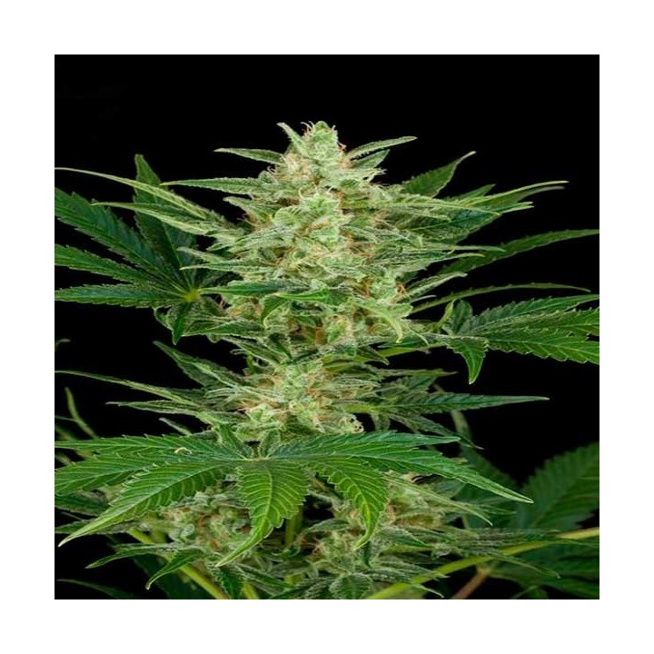 Critical Jack Autofloreciente Feminizada de Dinafem