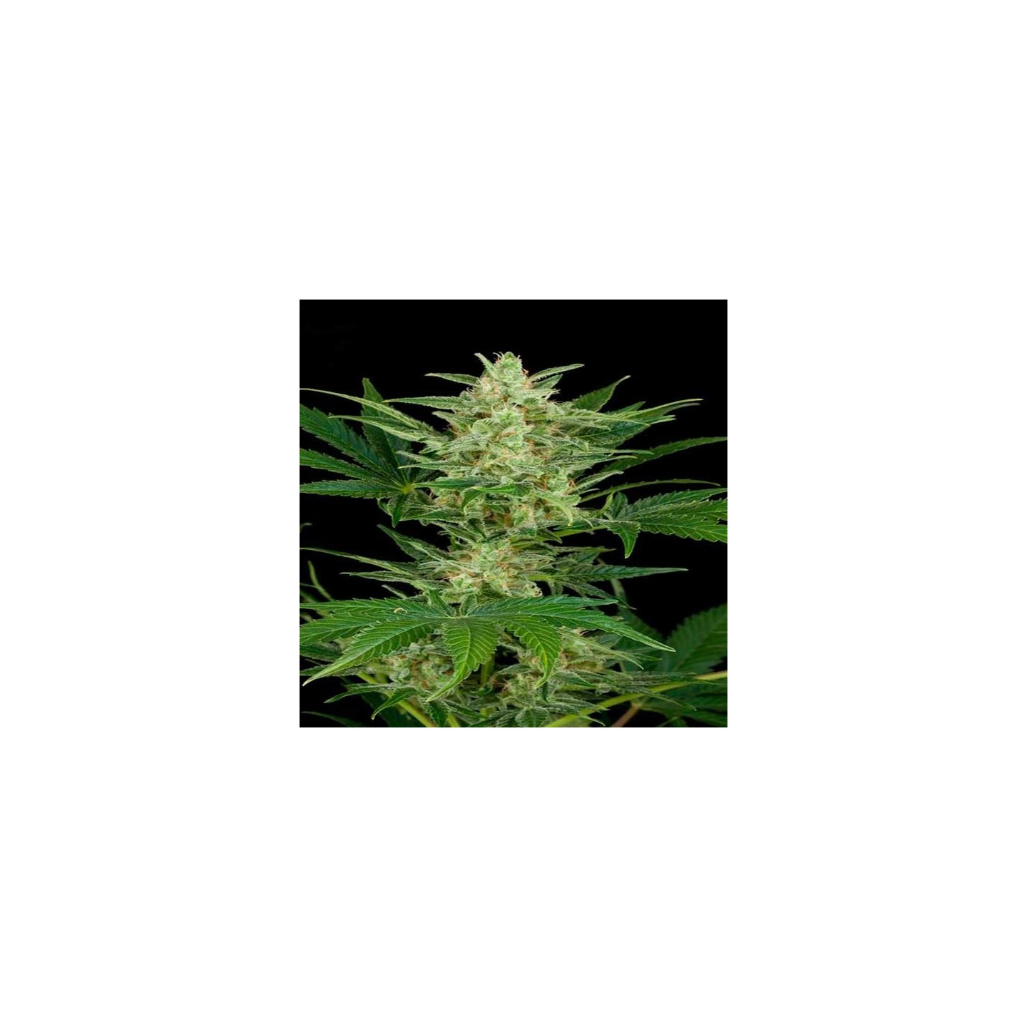 Critical Jack Autofloreciente Feminizada de Dinafem