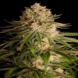 Critical Kush Feminizada de Dinafem
