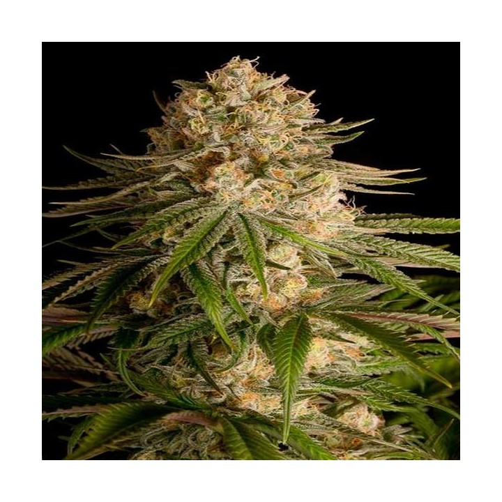 Critical Kush Feminizada de Dinafem