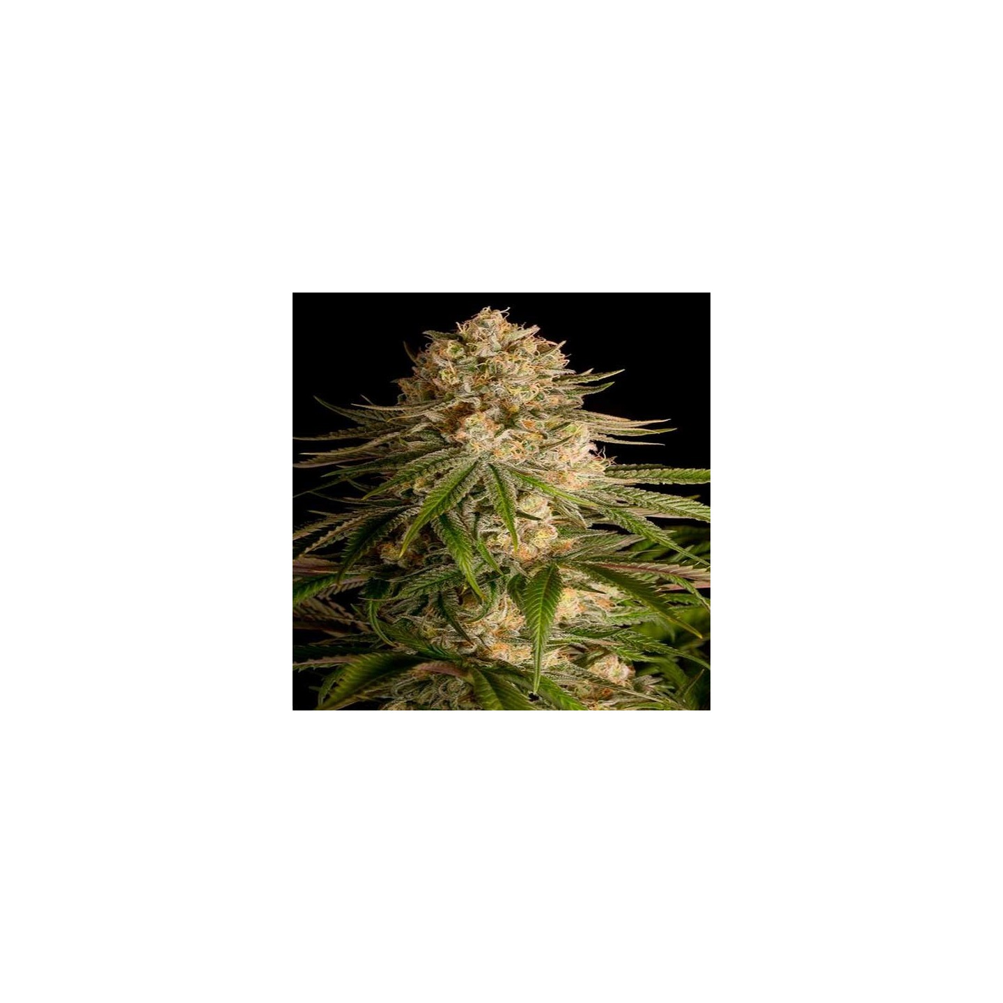 Critical Kush Feminizada de Dinafem
