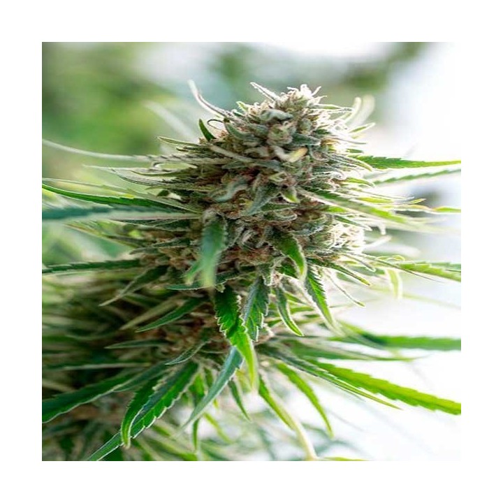 Critical Mass CBD Feminizada de Dinafem
