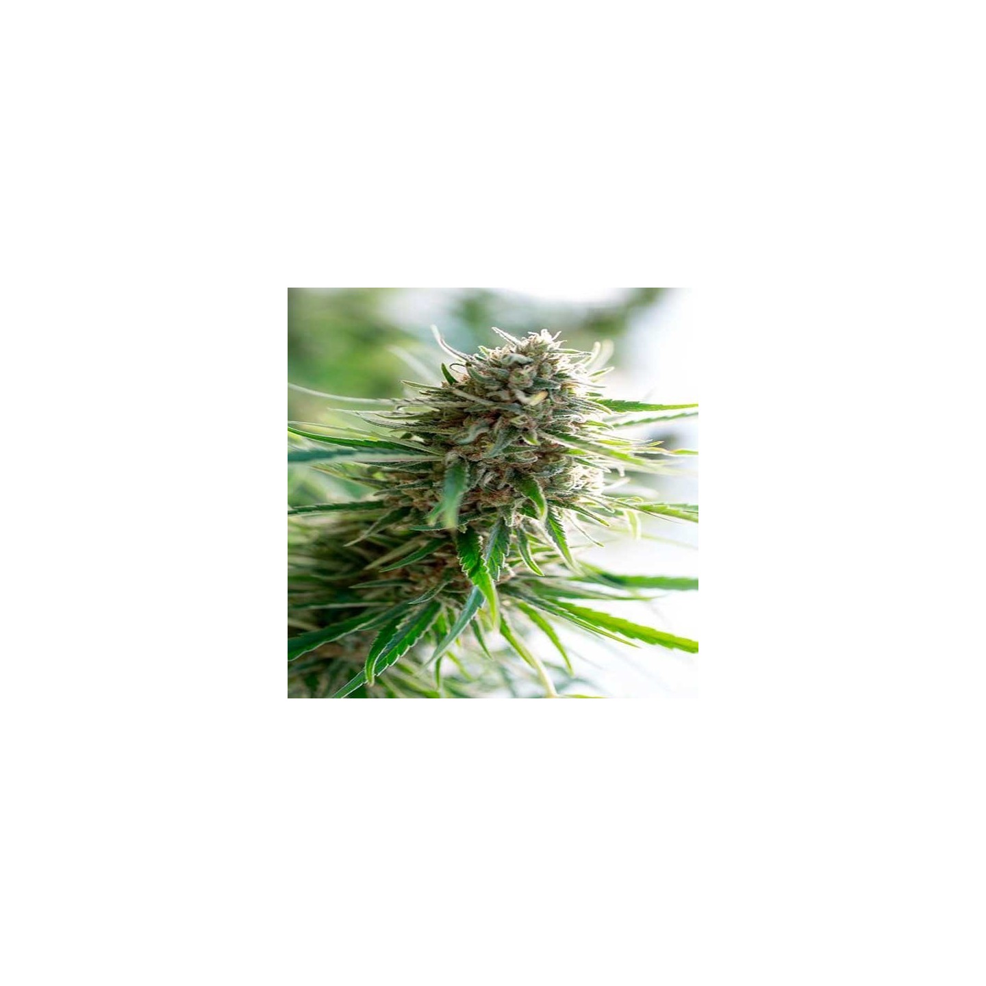 Critical Mass CBD Feminizada de Dinafem