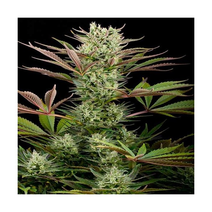 Deep Cheese Feminizada de Dinafem