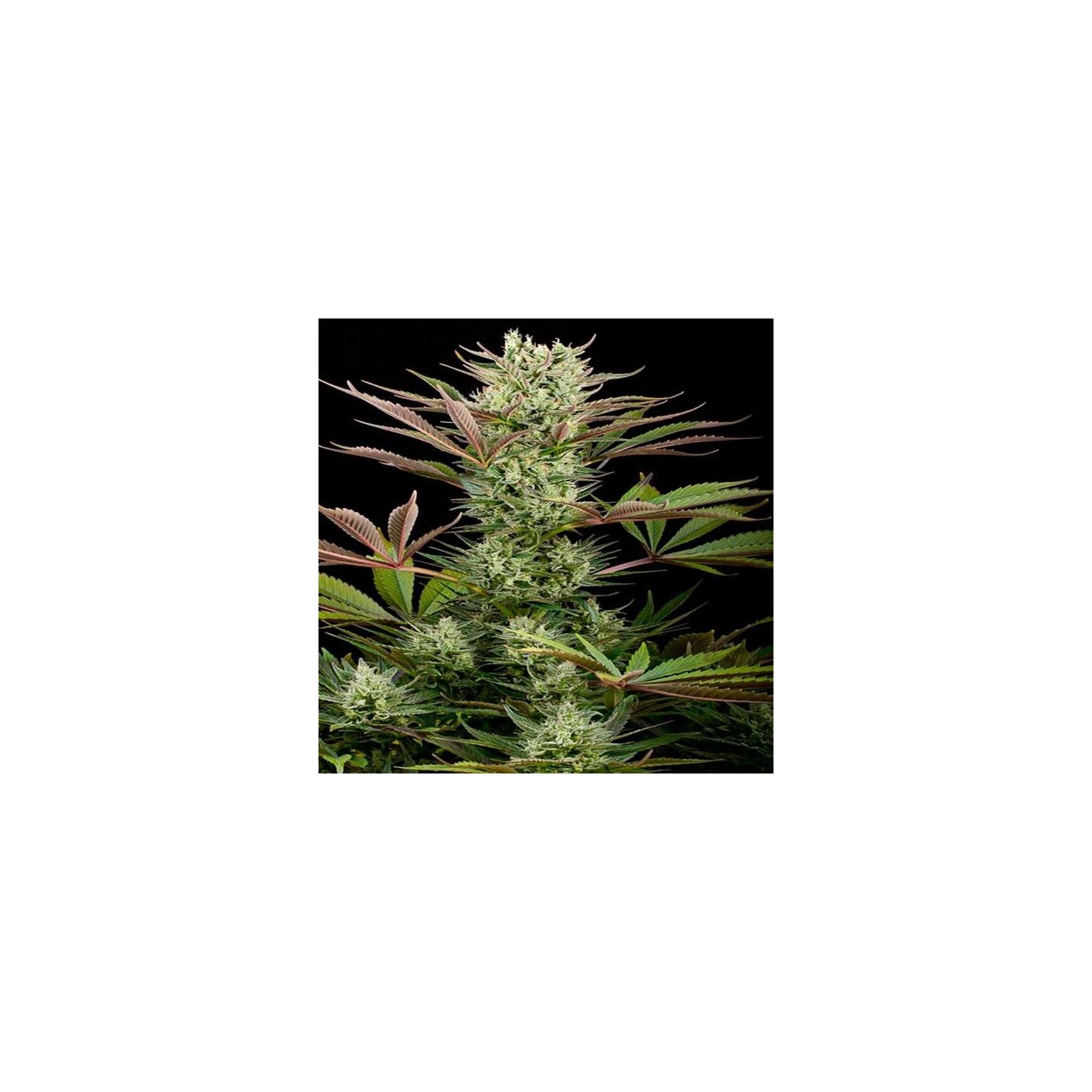 Deep Cheese Feminizada de Dinafem