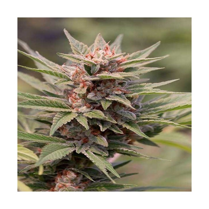 Diesel Feminizada de Dinafem