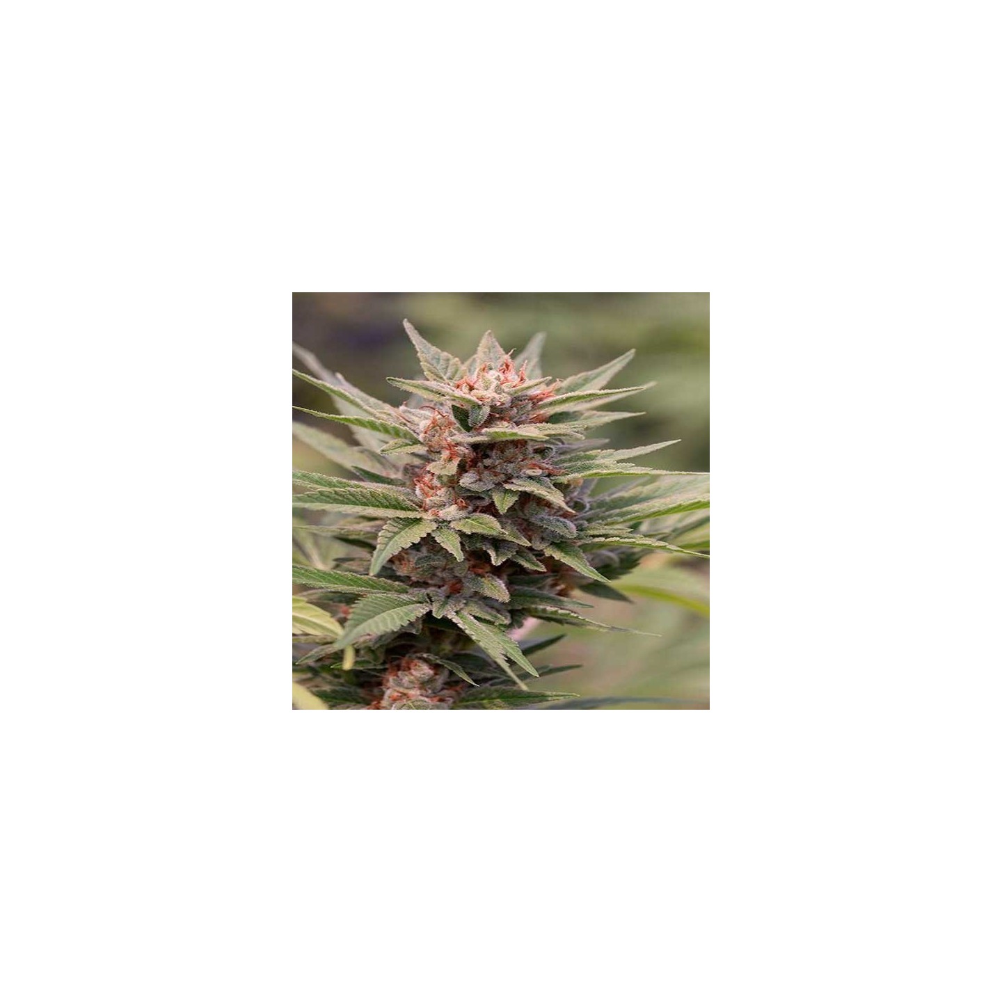 Diesel Feminizada de Dinafem