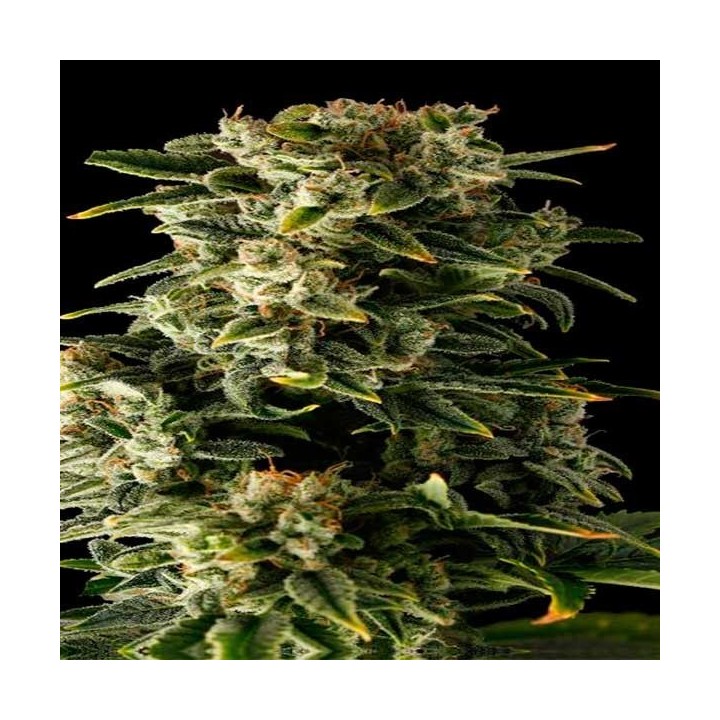 Haze Autofloreciente Feminizada de Dinafem