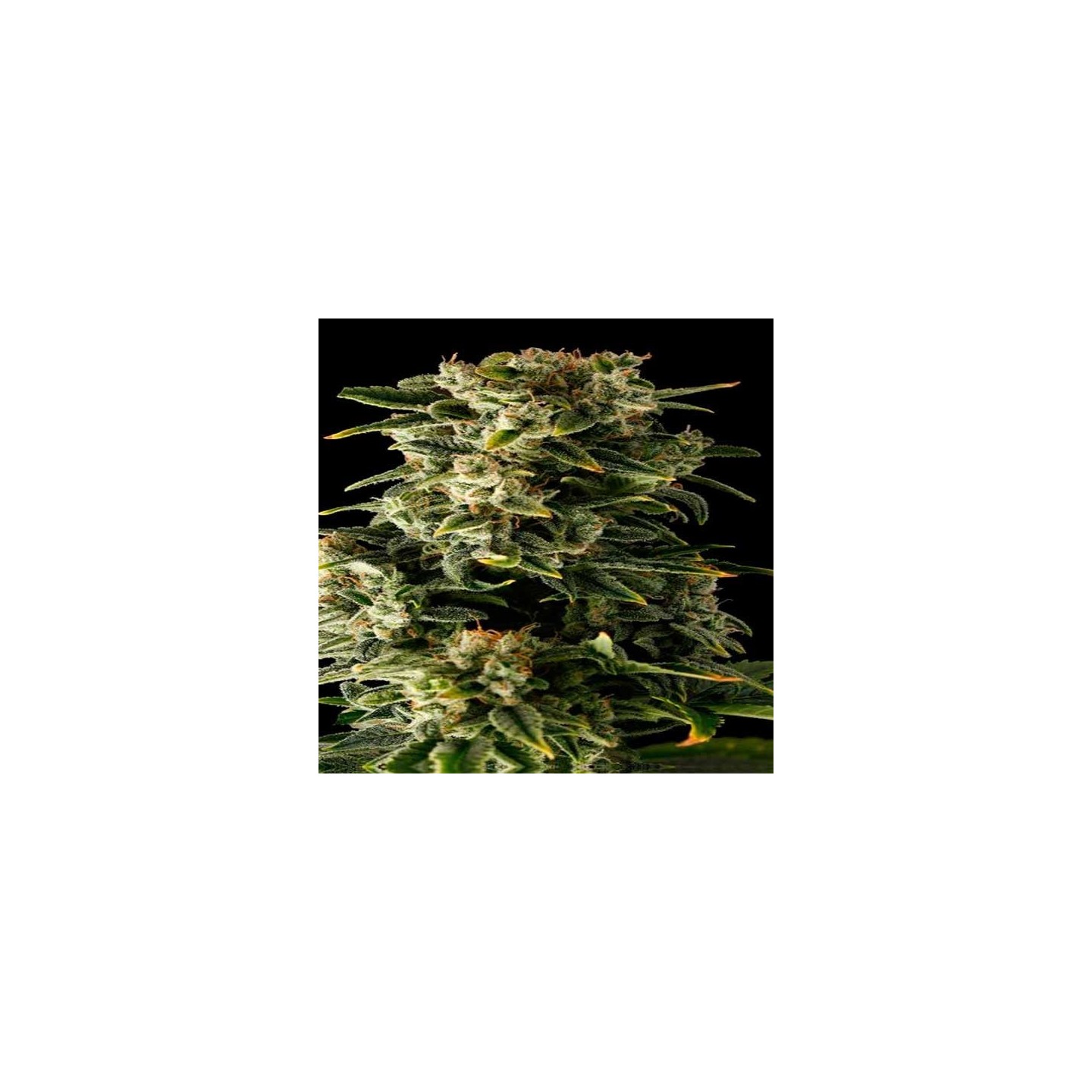 Haze Autofloreciente Feminizada de Dinafem