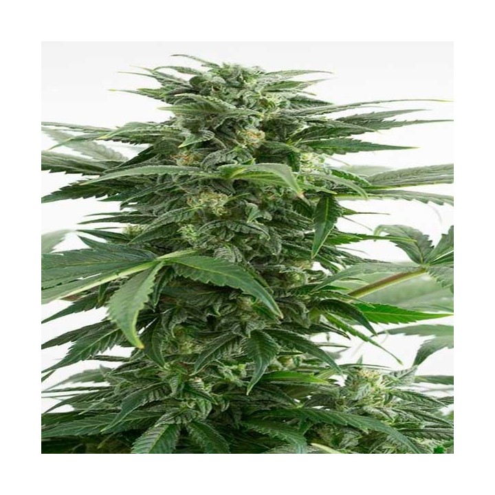Haze XXL Autofloreciente Feminizada de Dinafem
