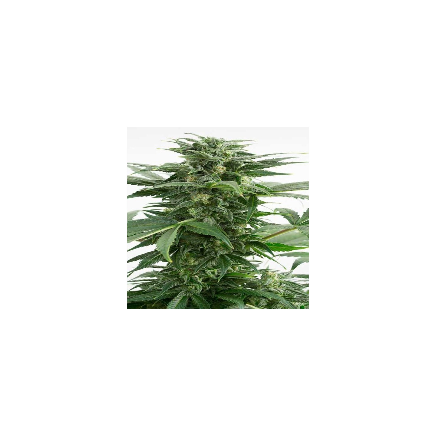 Haze XXL Autofloreciente Feminizada de Dinafem