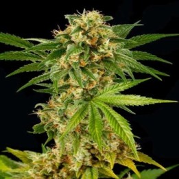 Kush-n-Cheese Feminizada de Dinafem