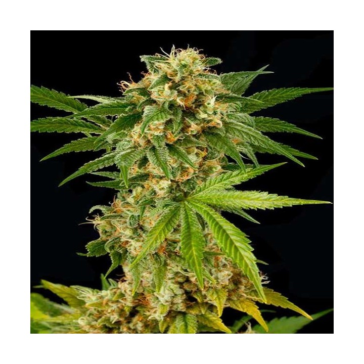 Kush-n-Cheese Feminizada de Dinafem
