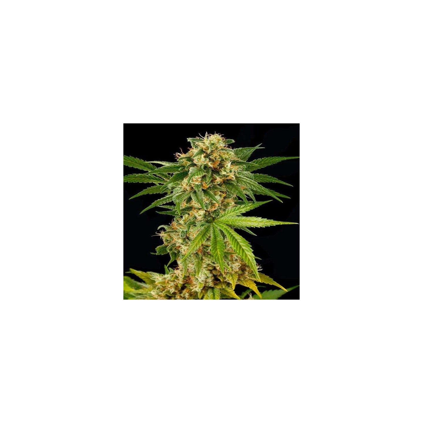 Kush-n-Cheese Feminizada de Dinafem