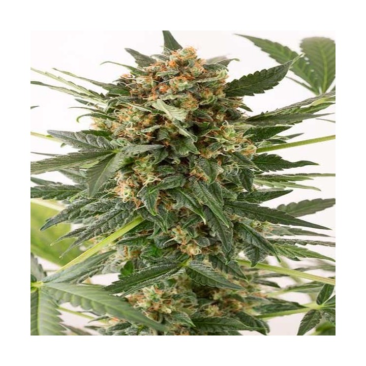 Kush-n-Cheese Autofloreciente Feminizada de Dinafem