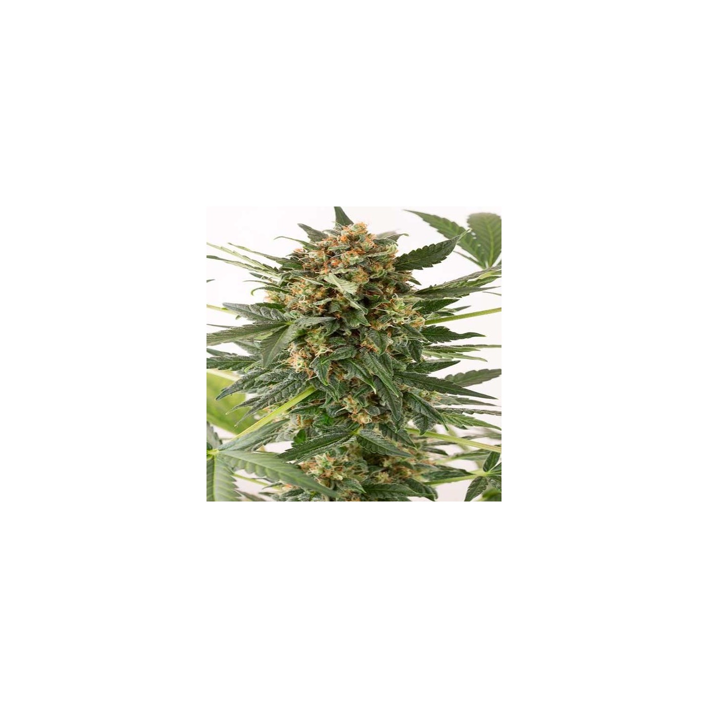 Kush-n-Cheese Autofloreciente Feminizada de Dinafem