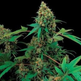 Moby Dick Feminizada de Dinafem