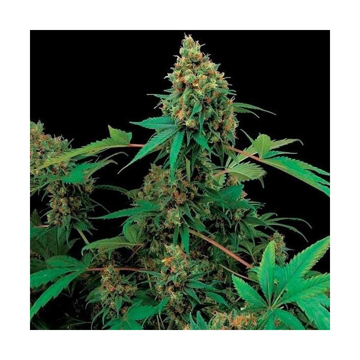 Moby Dick Feminizada de Dinafem