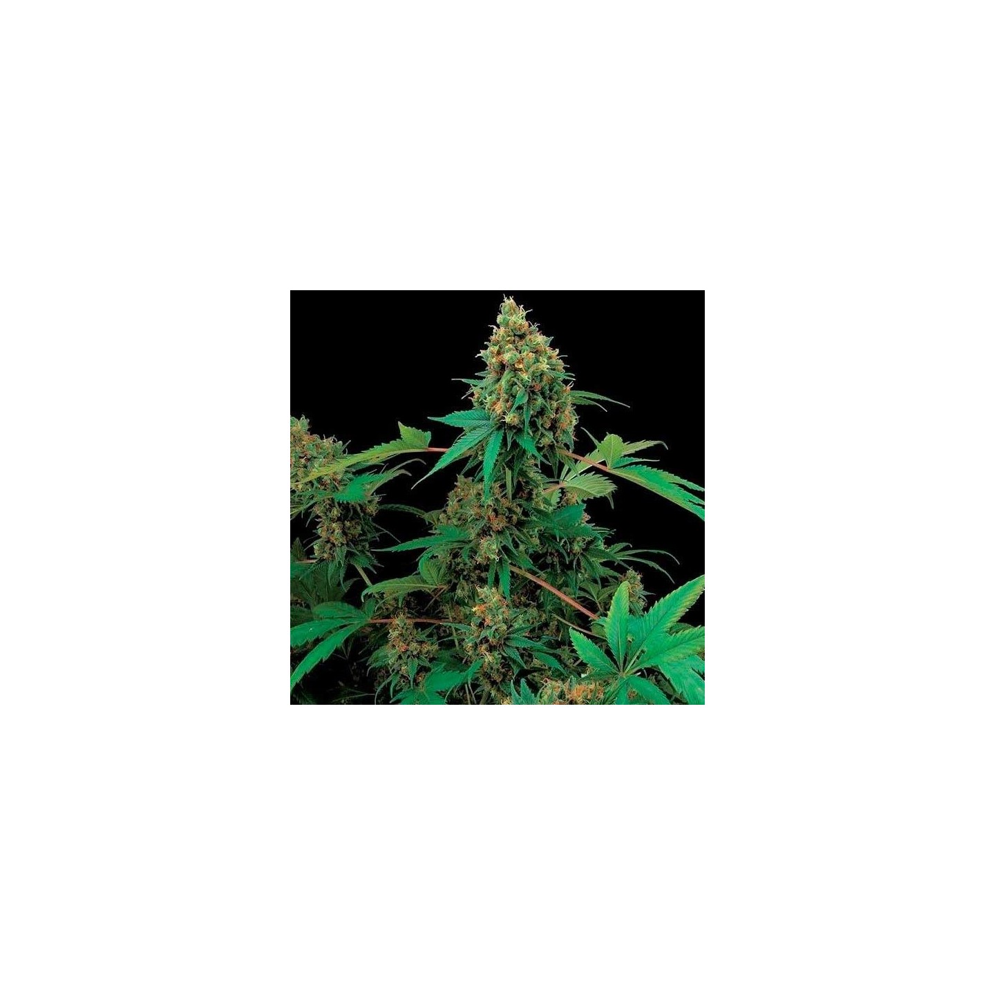 Moby Dick Feminizada de Dinafem